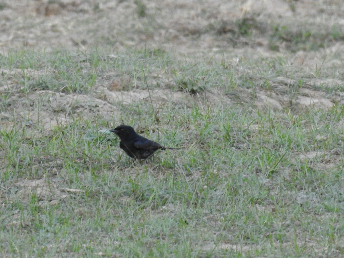 drongo africký - ML620738532