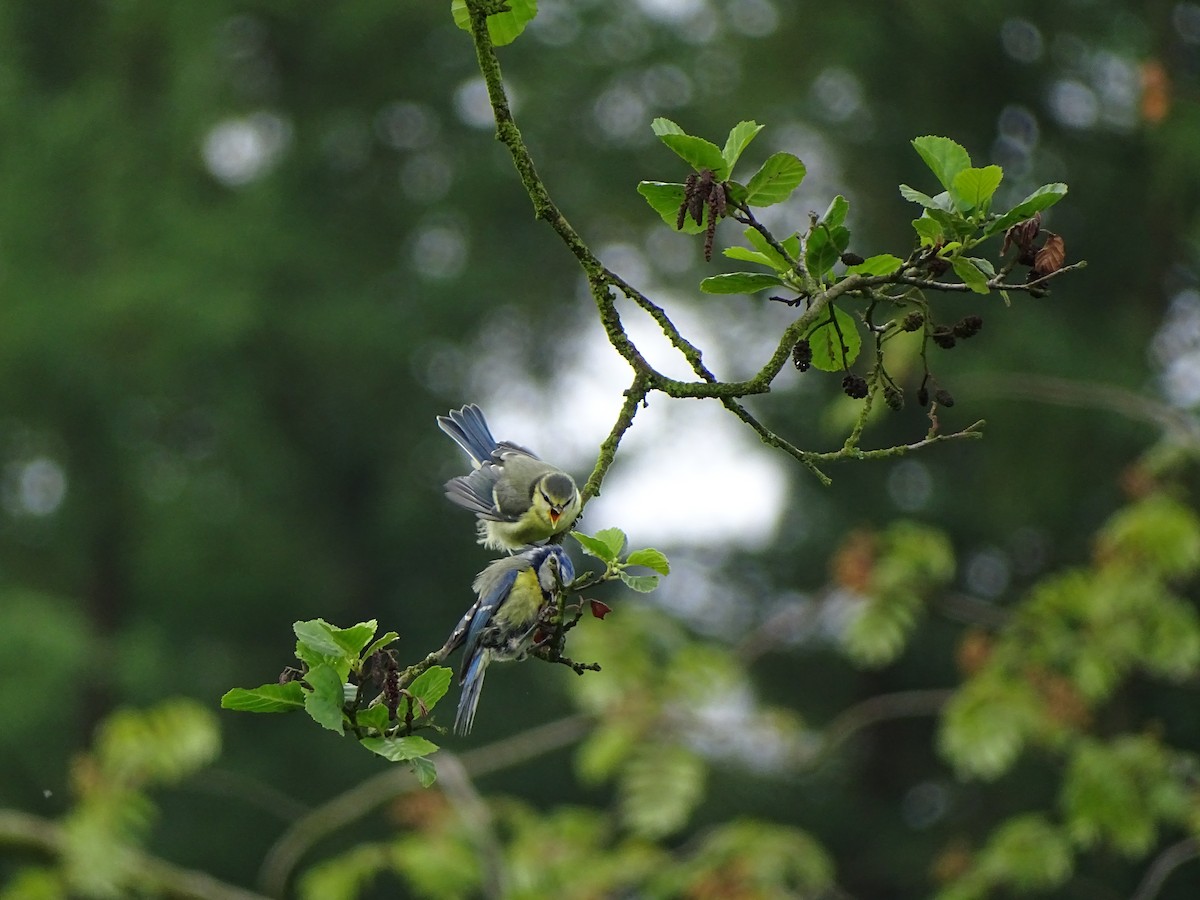 Eurasian Blue Tit - ML620738548