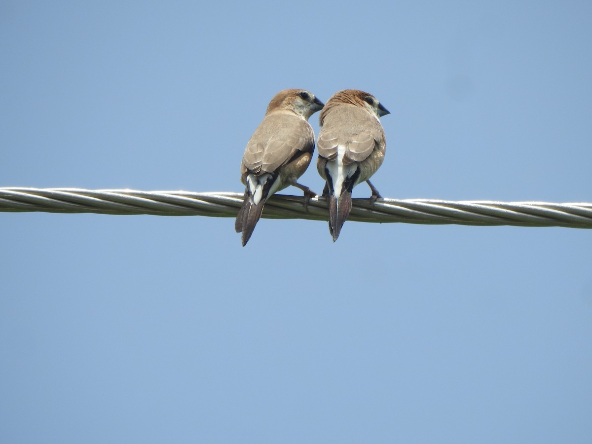 Indian Silverbill - ML620738573