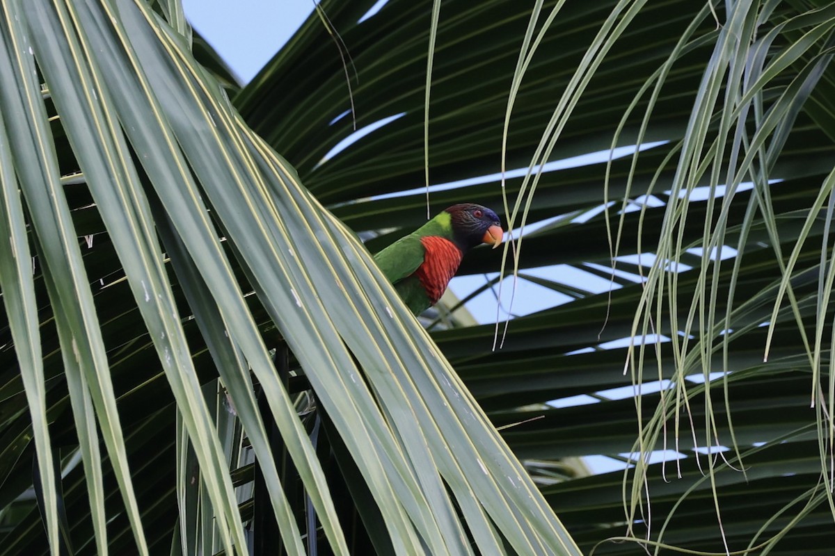 Coconut Lorikeet - ML620738596