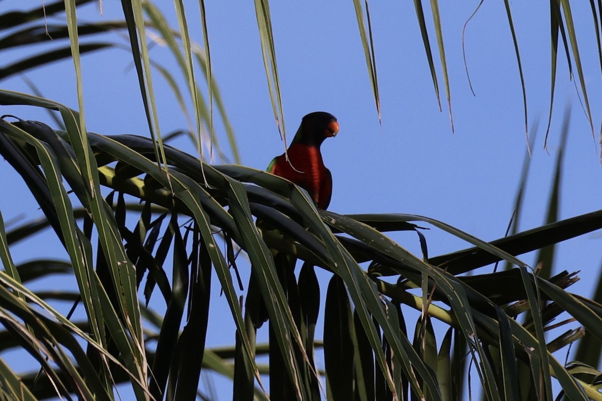 Coconut Lorikeet - ML620738597