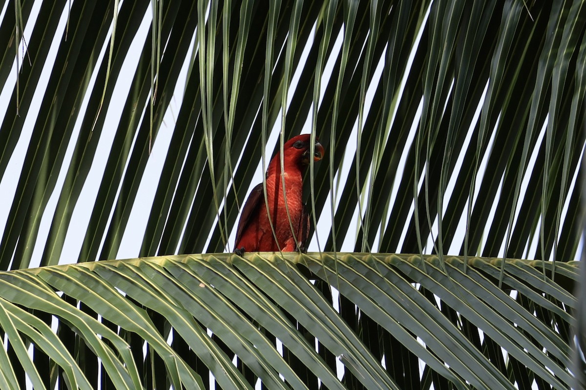 Cardinal Lory - ML620738604