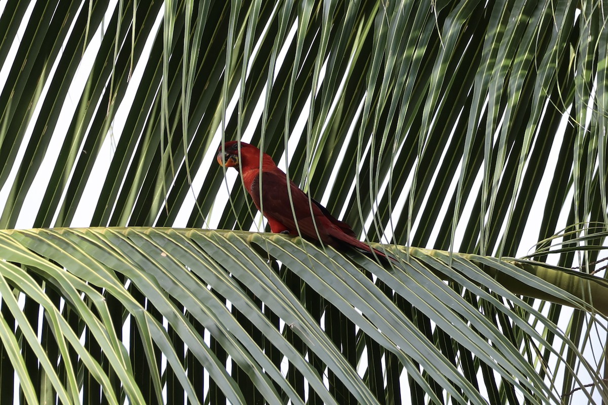 Cardinal Lory - ML620738605