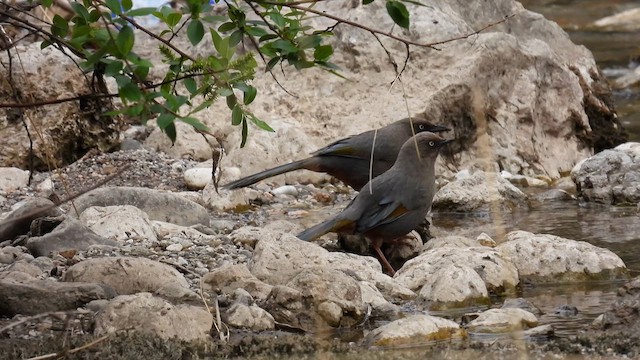 Elliot's Laughingthrush - ML620738612