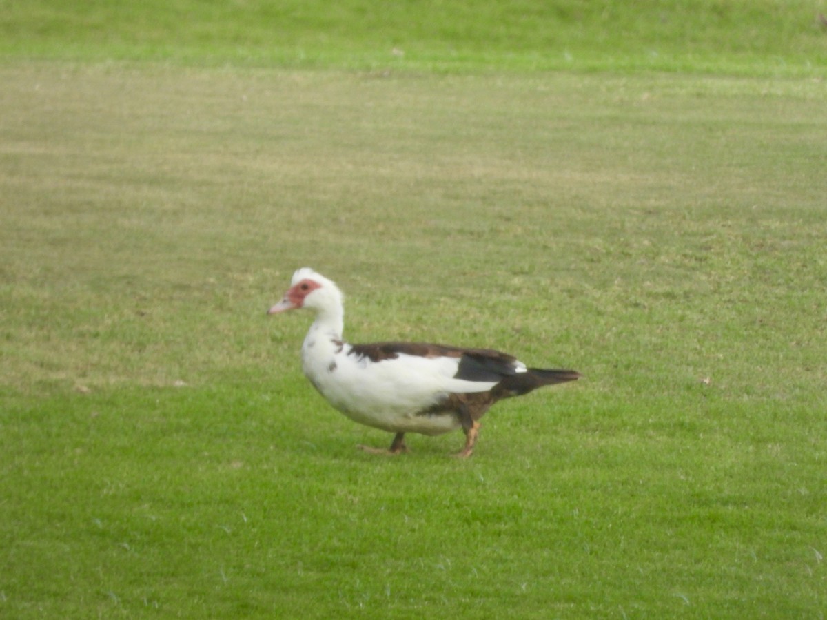 Muscovy Duck (Domestic type) - ML620738613