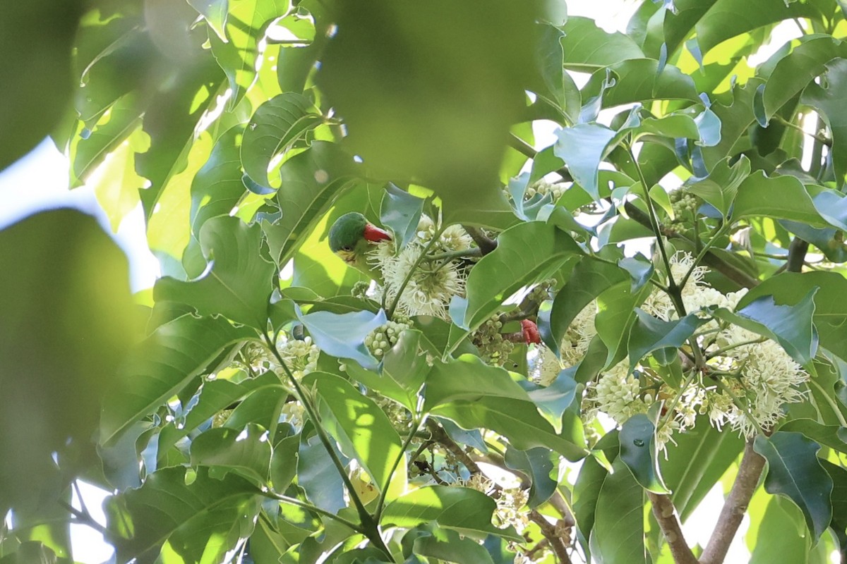 Red-flanked Lorikeet - ML620738621