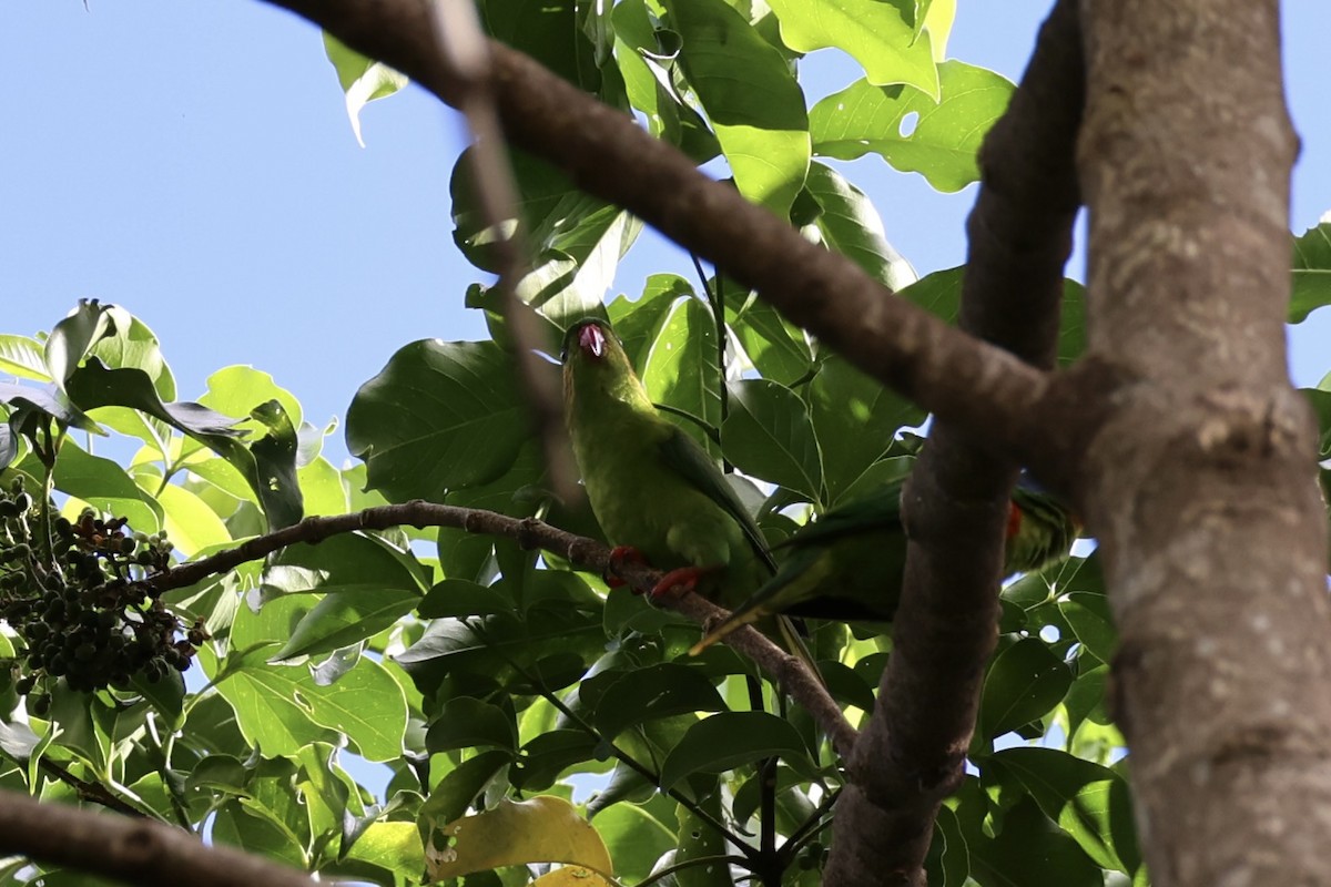 Red-flanked Lorikeet - ML620738634