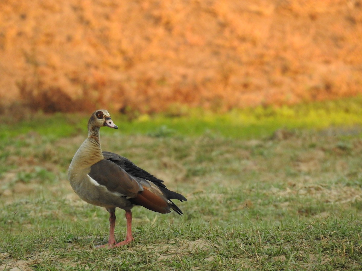 Egyptian Goose - ML620738651