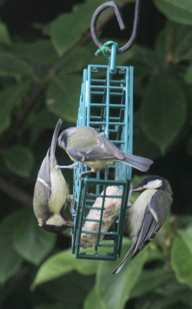 Great Tit (Great) - ML620738653