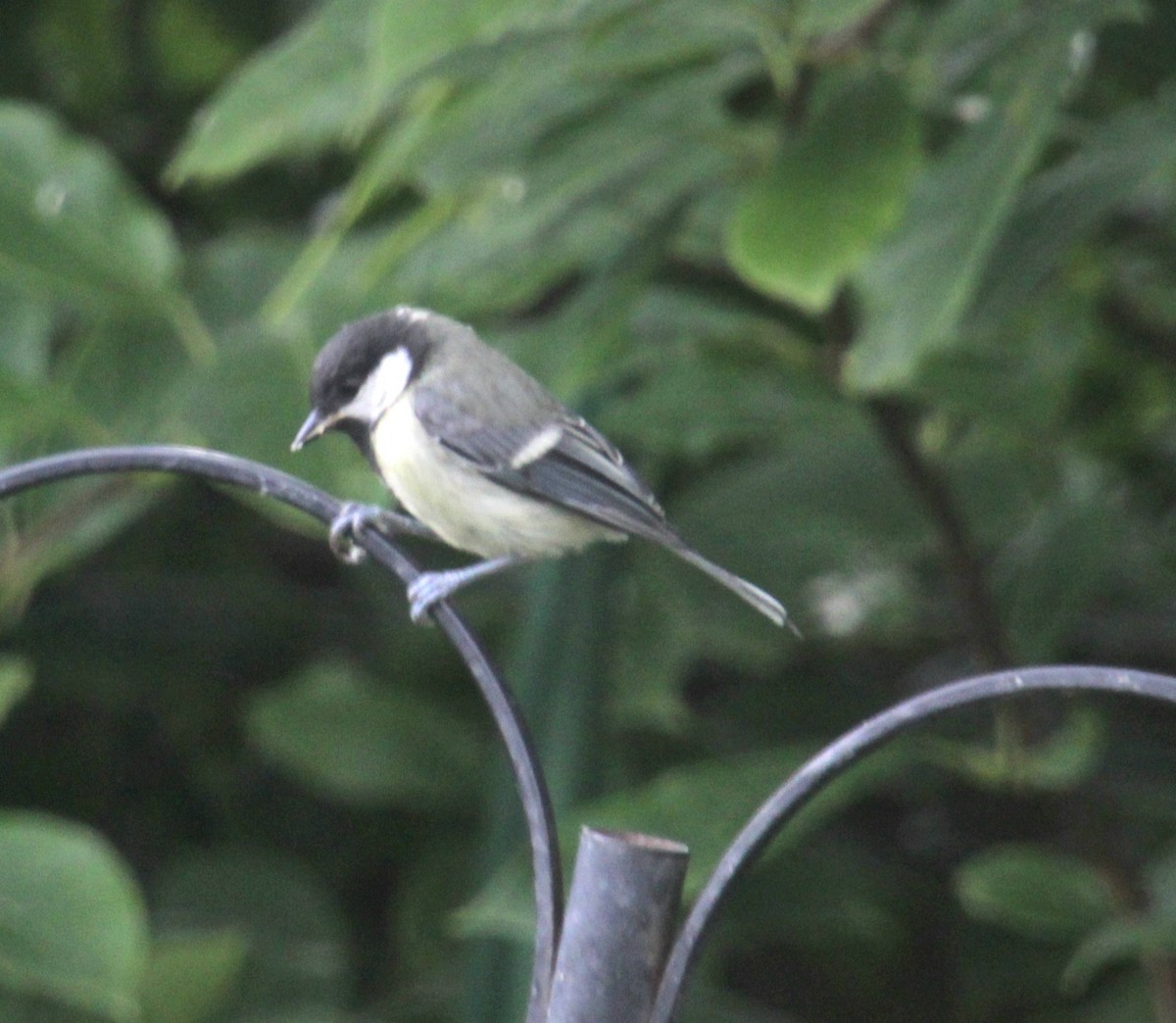 Great Tit (Great) - ML620738654