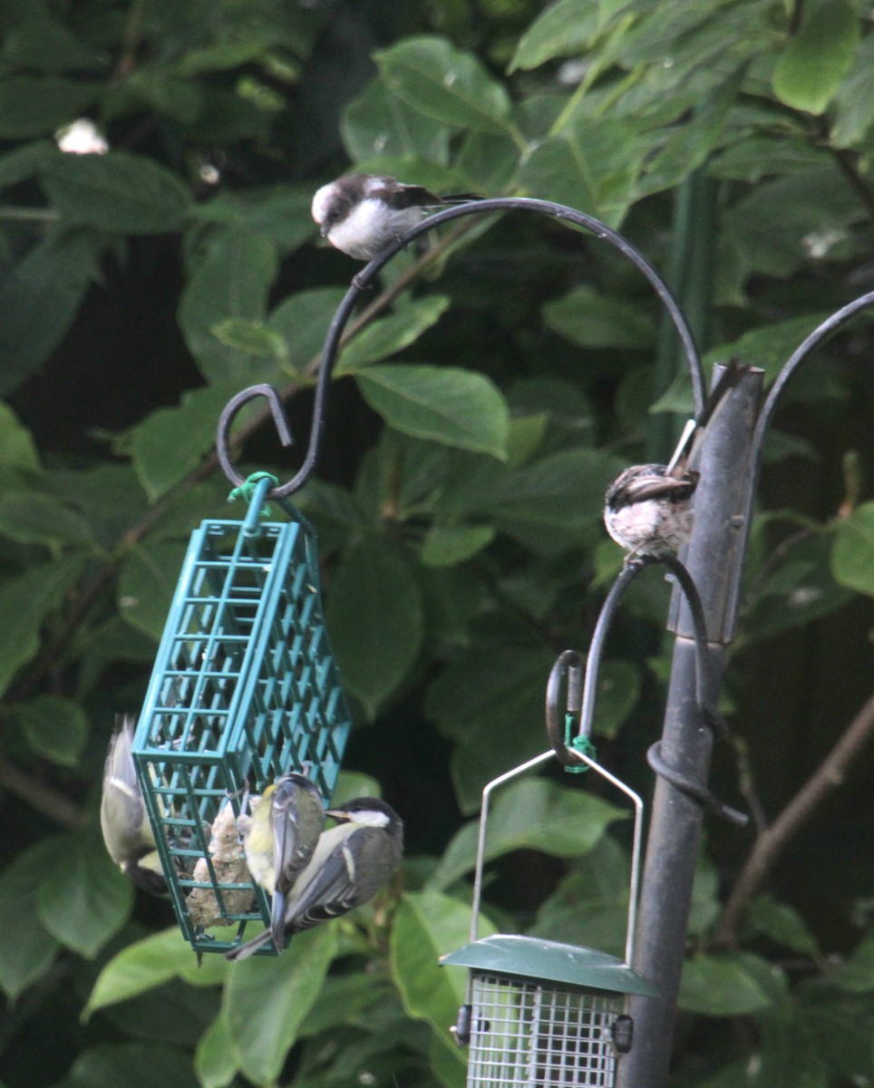 Great Tit (Great) - ML620738655