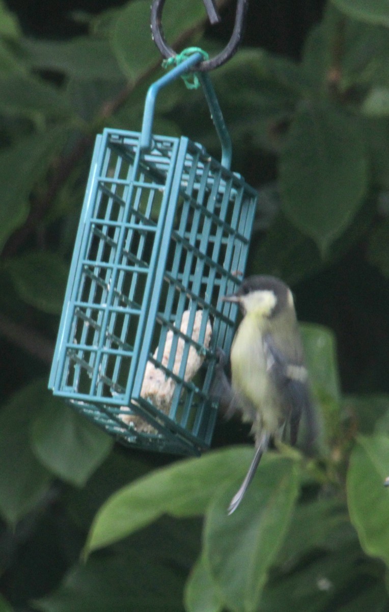 Great Tit (Great) - ML620738656