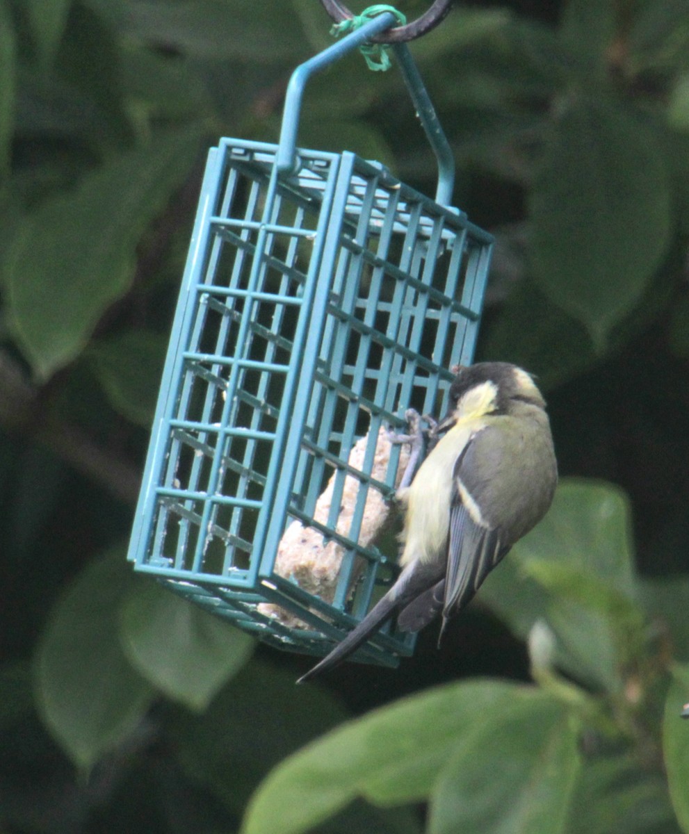 Great Tit (Great) - ML620738657