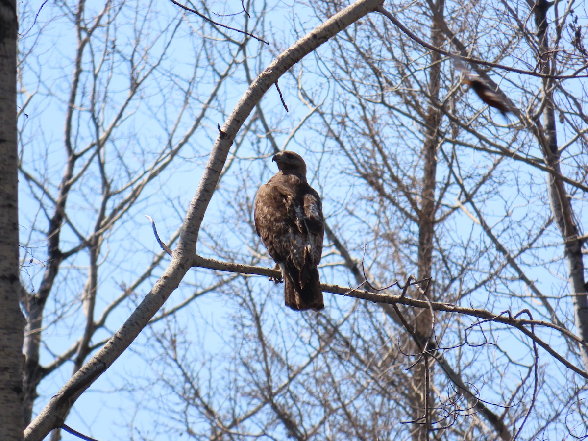 Red-tailed Hawk - ML620738660