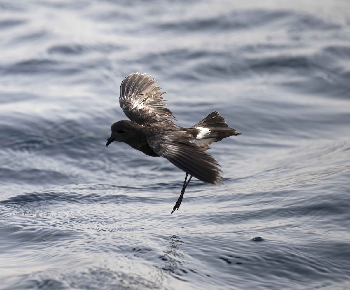 Wilson's Storm-Petrel - ML620738661