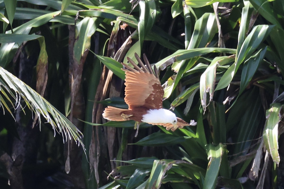 Brahminy Kite - ML620738664