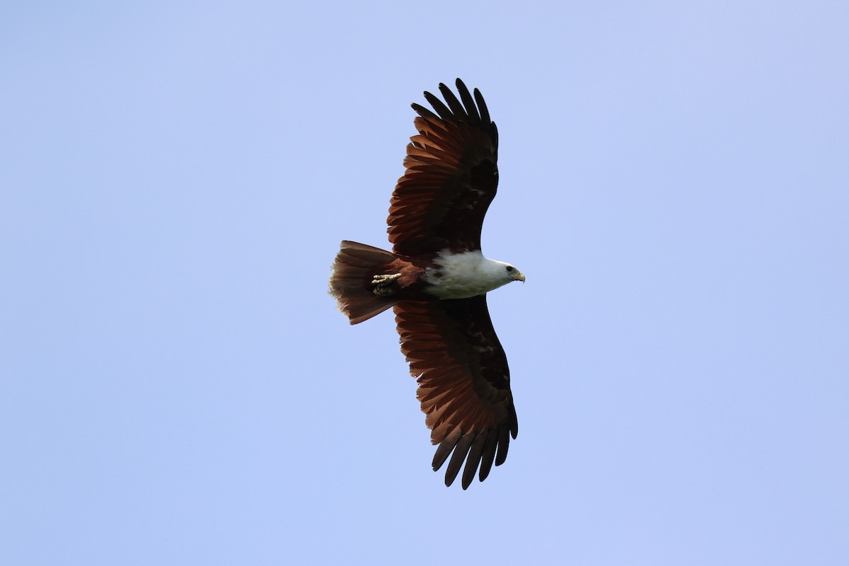 Brahminy Kite - ML620738665