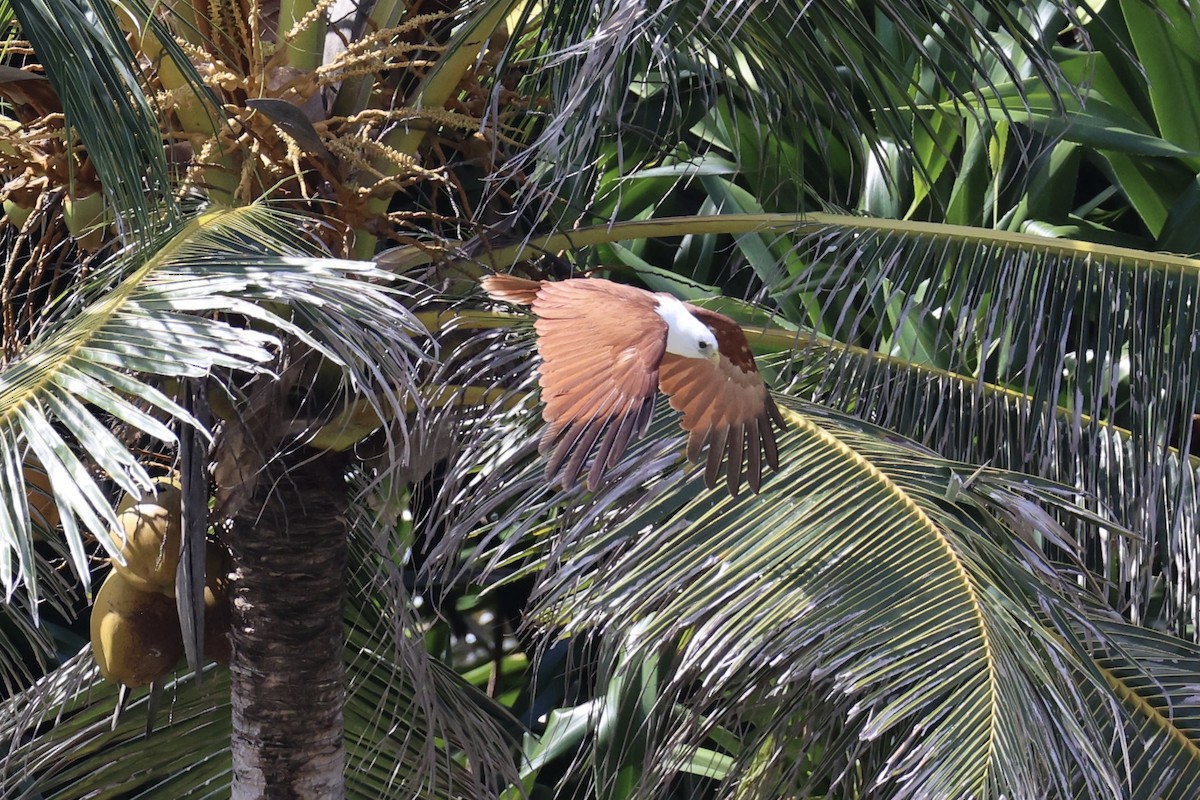 Brahminy Kite - ML620738666