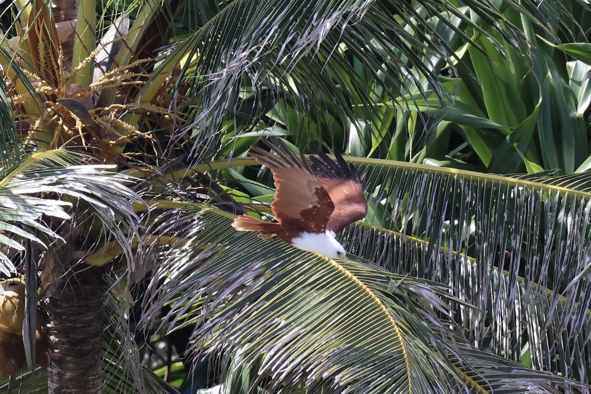 Brahminy Kite - ML620738667