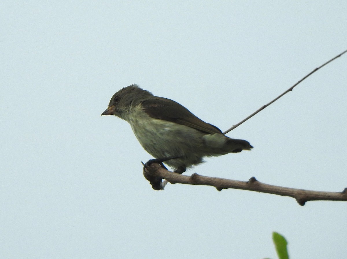 Thick-billed Flowerpecker - ML620738669