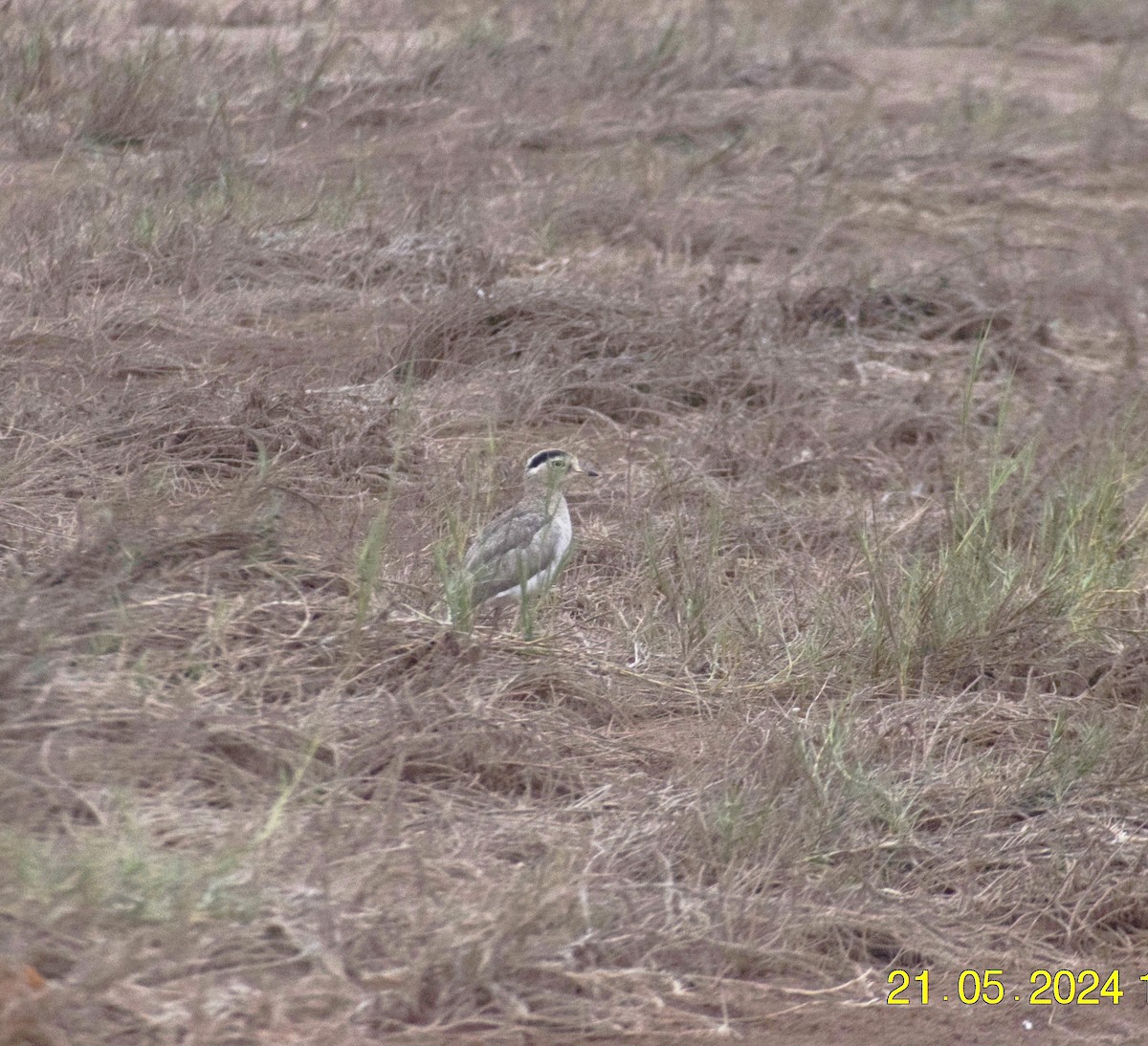 Peruvian Thick-knee - ML620738674