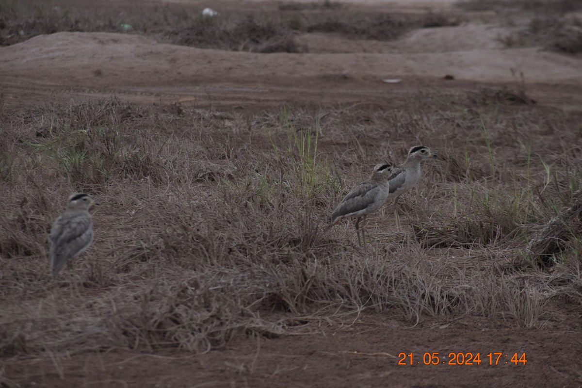 Peruvian Thick-knee - ML620738676