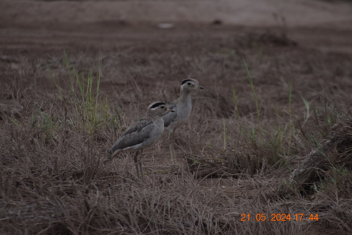 Peruvian Thick-knee - ML620738677