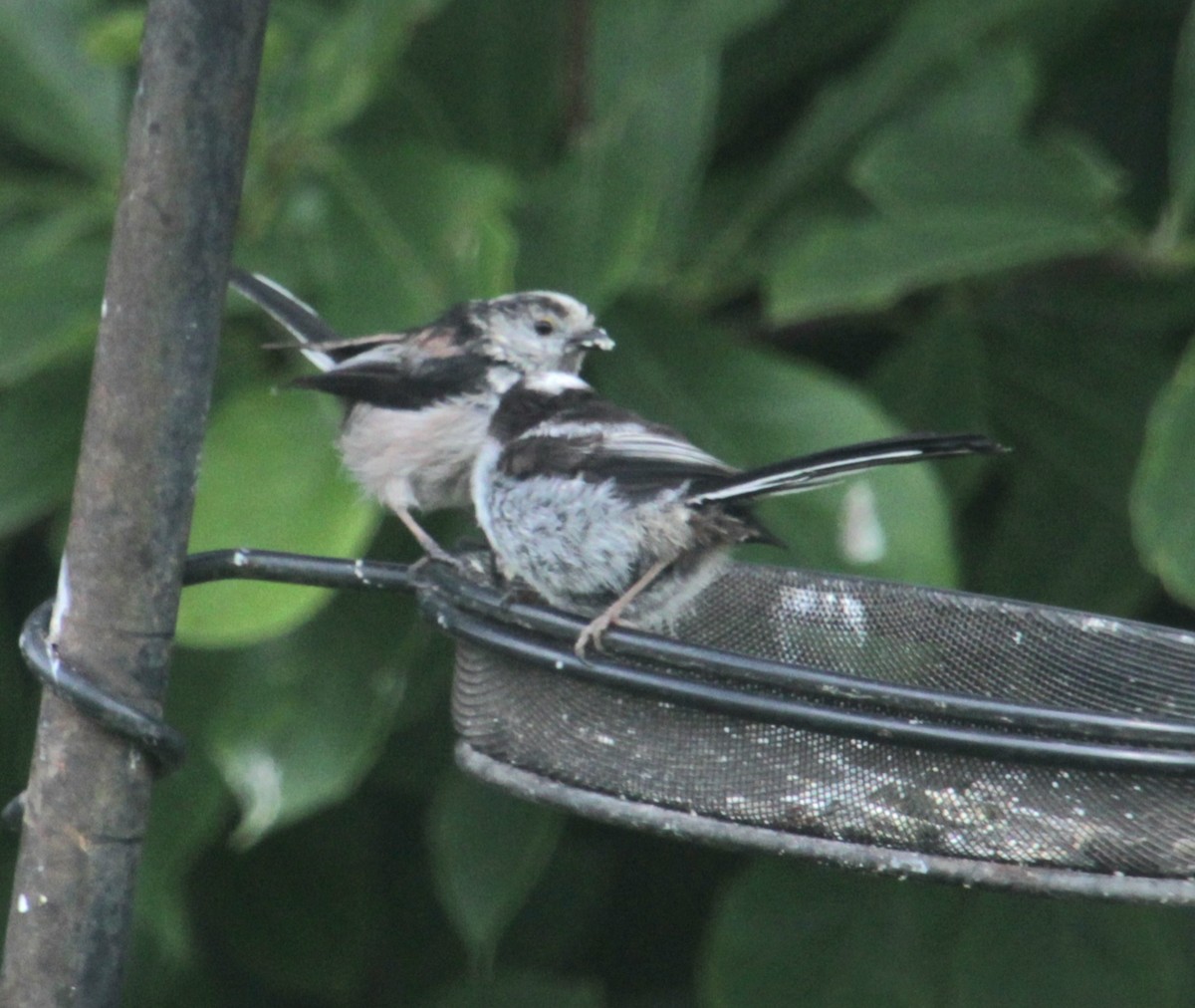 Long-tailed Tit (europaeus Group) - ML620738679