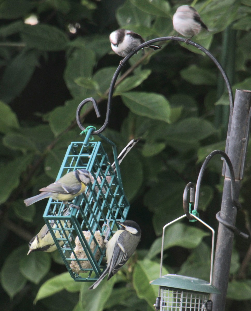 Long-tailed Tit (europaeus Group) - ML620738683