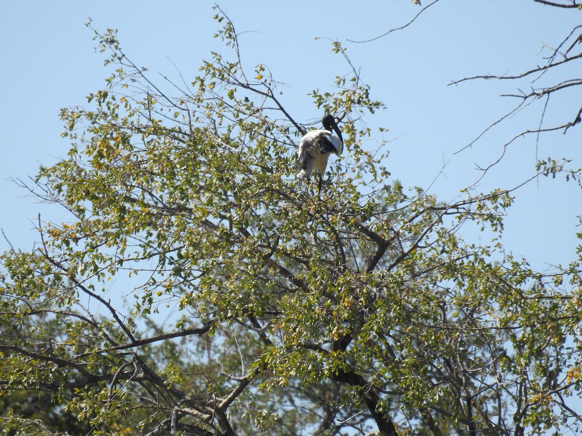 African Sacred Ibis - ML620738687