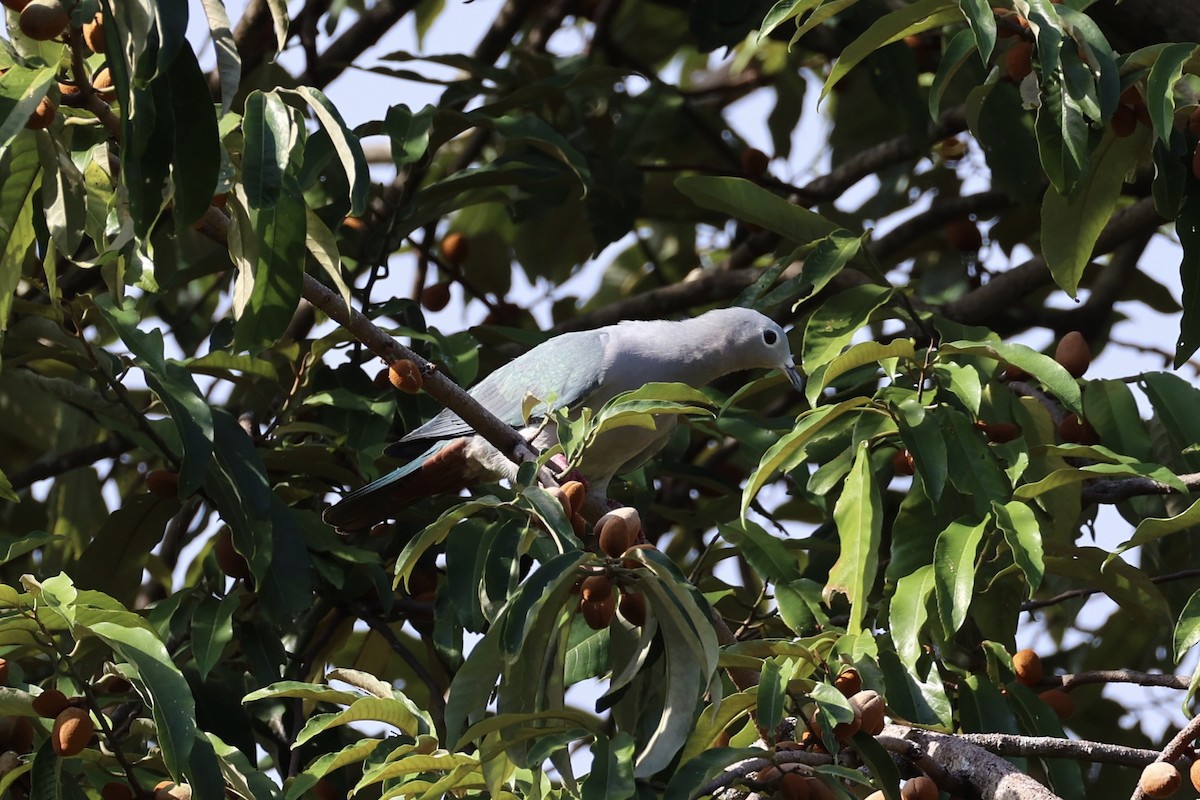 Island Imperial-Pigeon - ML620738693