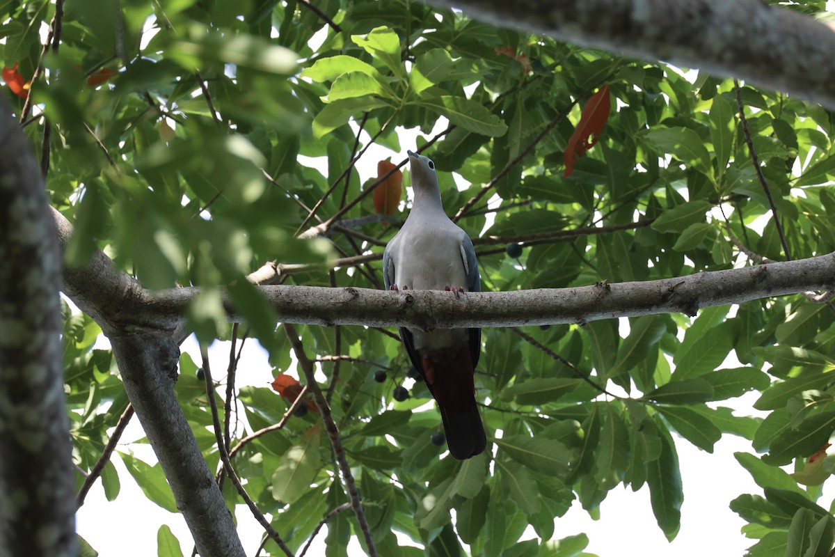 Island Imperial-Pigeon - ML620738694