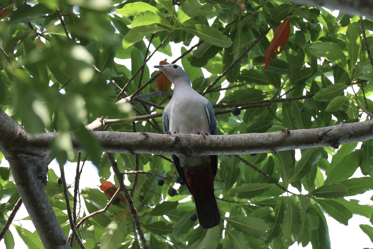 Island Imperial-Pigeon - ML620738695