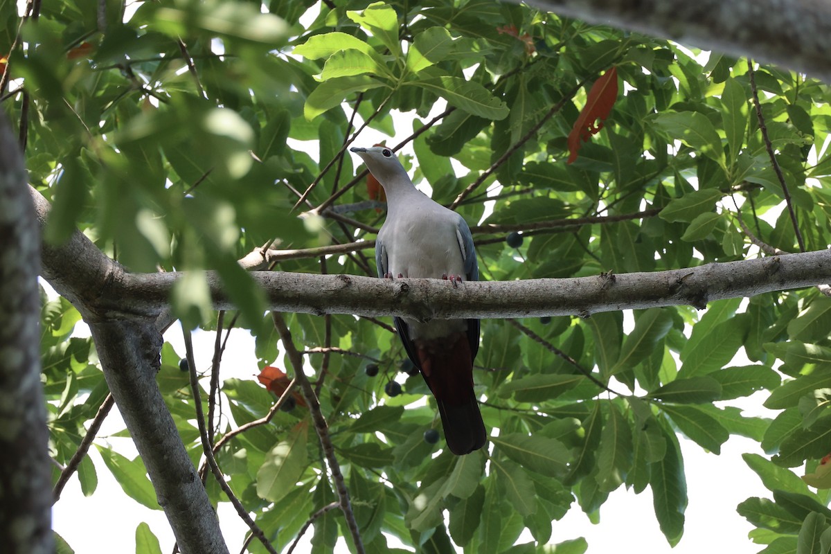 Island Imperial-Pigeon - ML620738696