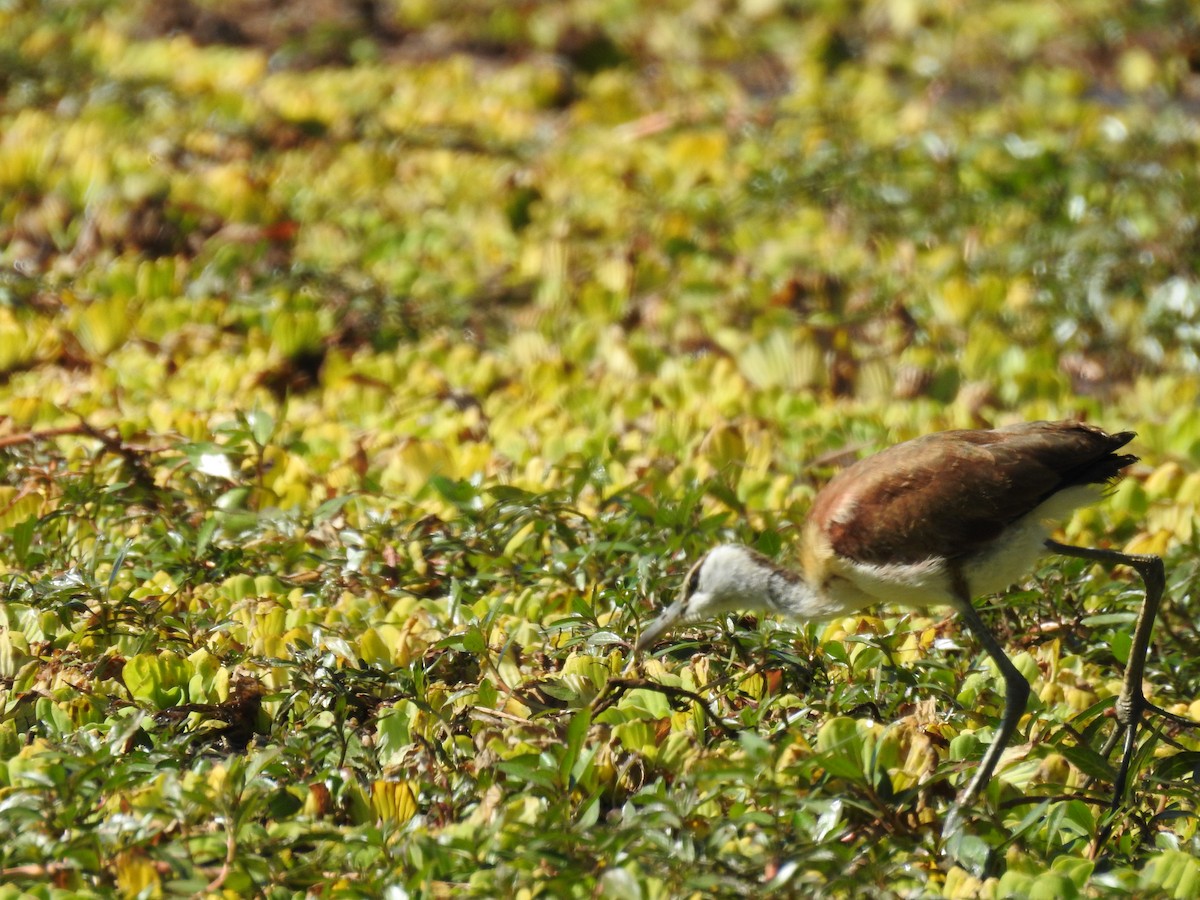 Jacana à poitrine dorée - ML620738697