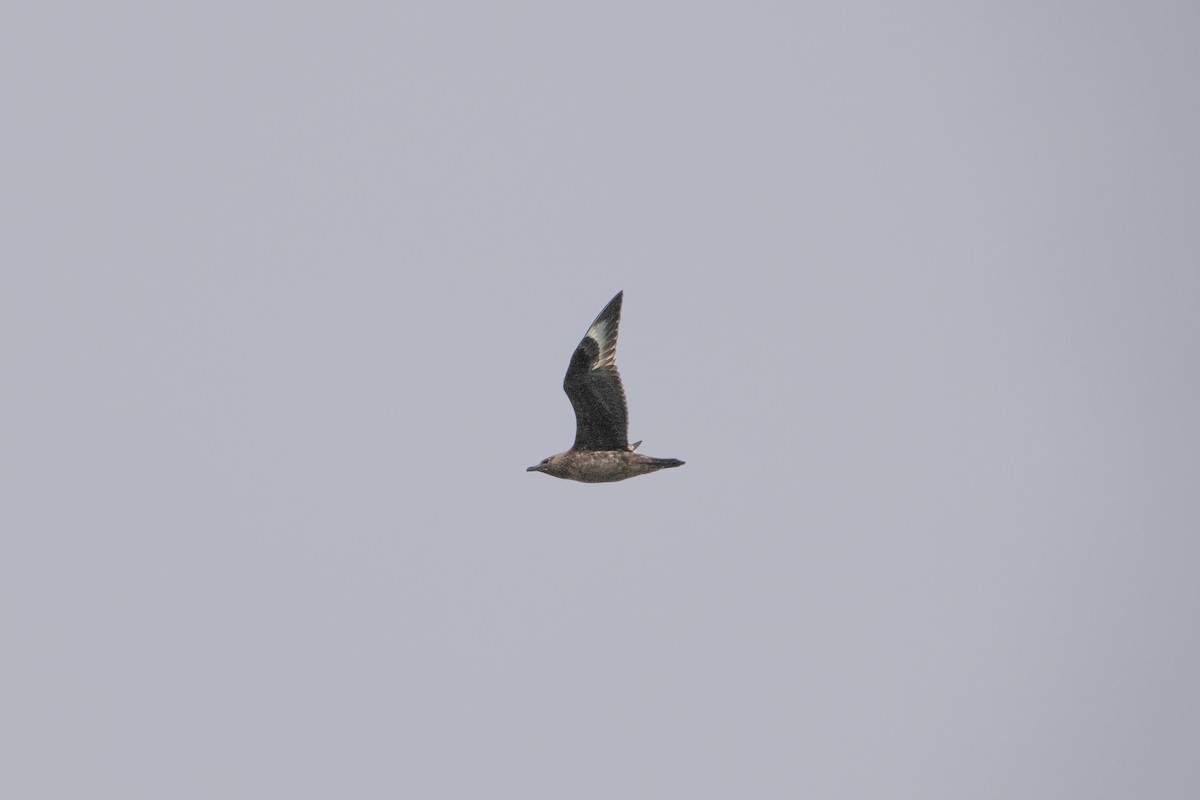 Great Skua - ML620738701