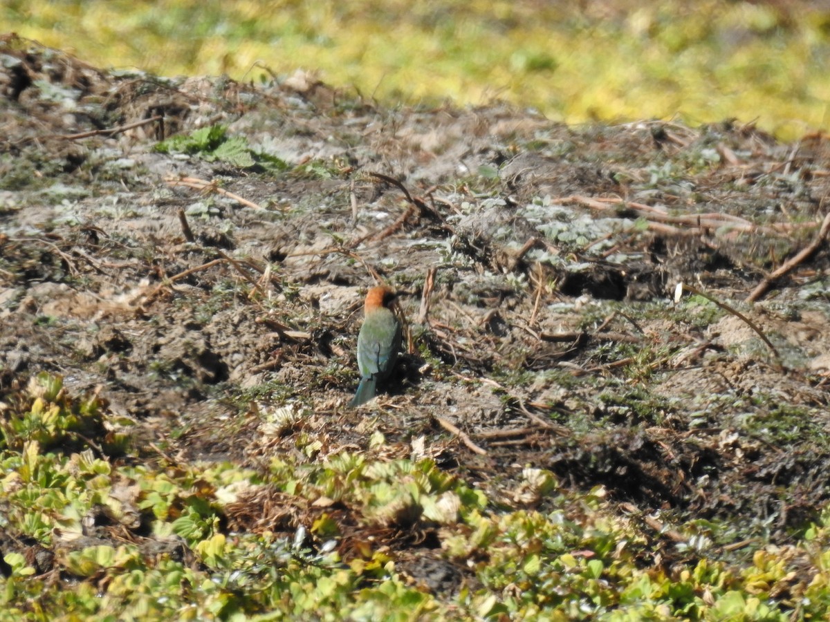 White-fronted Bee-eater - ML620738704