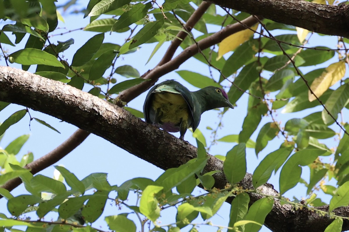 Yellow-bibbed Fruit-Dove - ML620738710