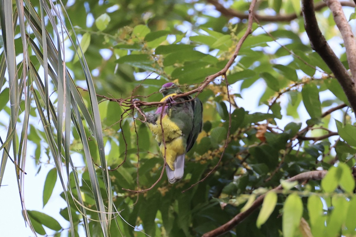 Yellow-bibbed Fruit-Dove - Andrew William