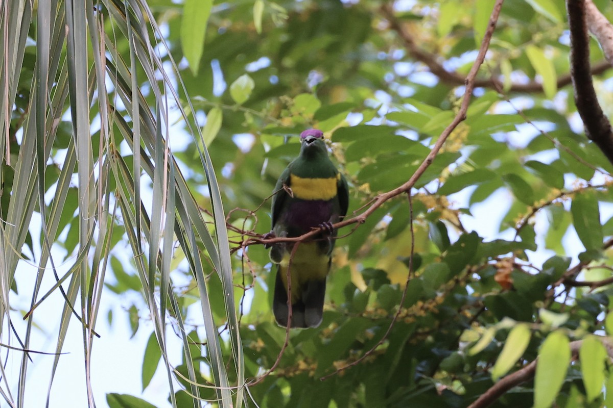 Yellow-bibbed Fruit-Dove - ML620738725