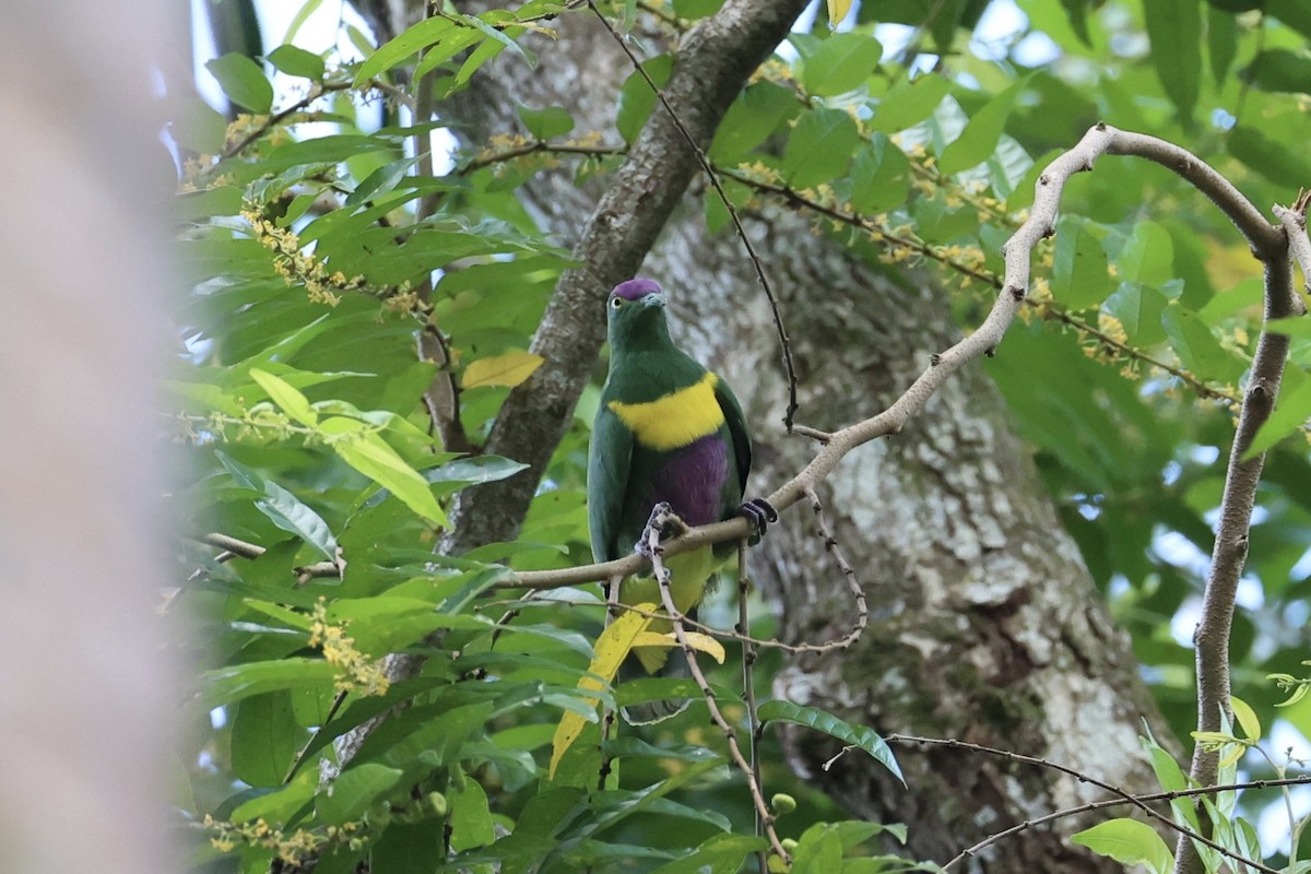 Yellow-bibbed Fruit-Dove - ML620738728