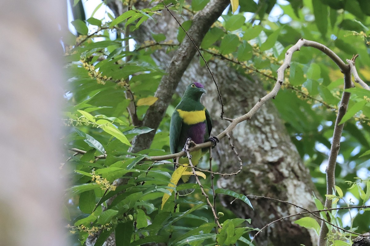 Yellow-bibbed Fruit-Dove - ML620738729