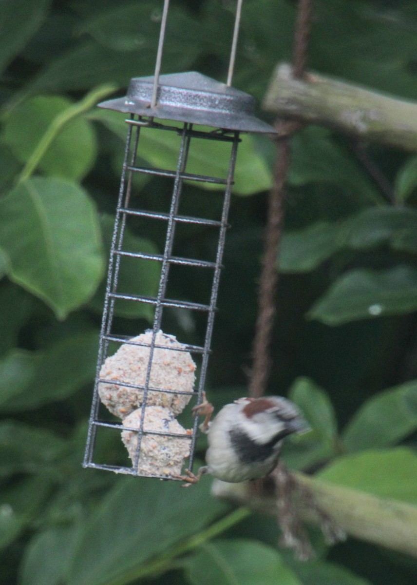 House Sparrow (Gray-cheeked) - ML620738734