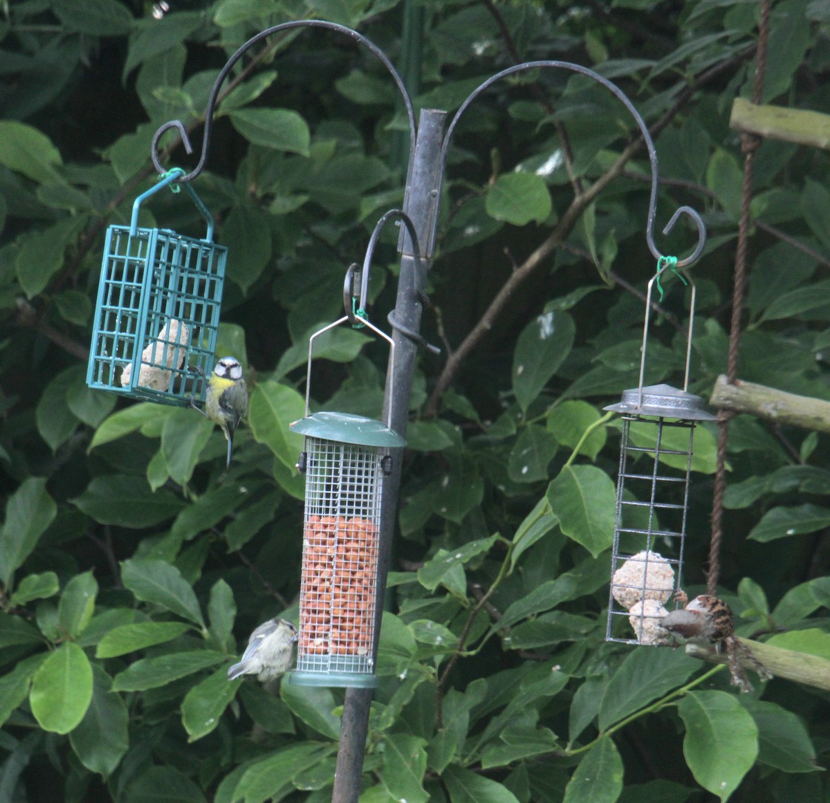 House Sparrow (Gray-cheeked) - ML620738735