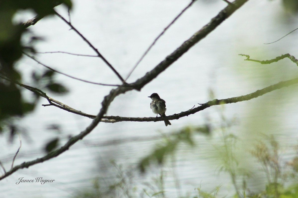 Eastern Phoebe - ML620738736