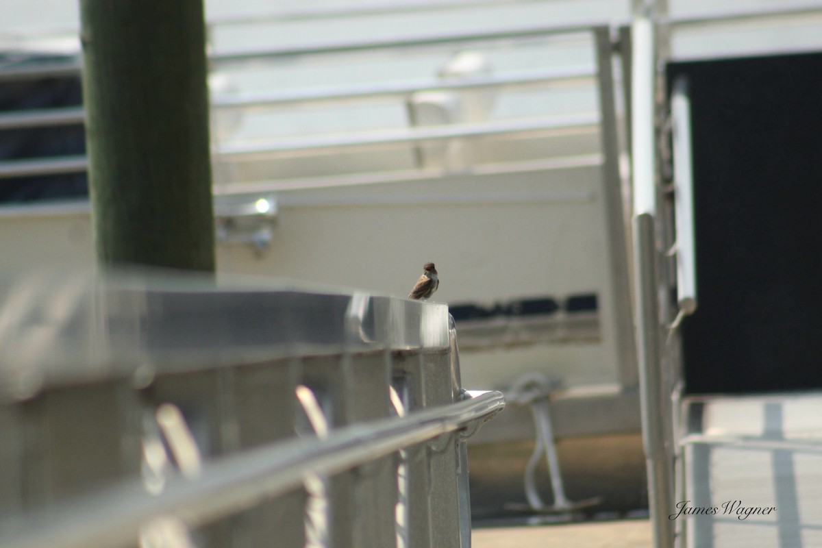 Eastern Phoebe - ML620738737