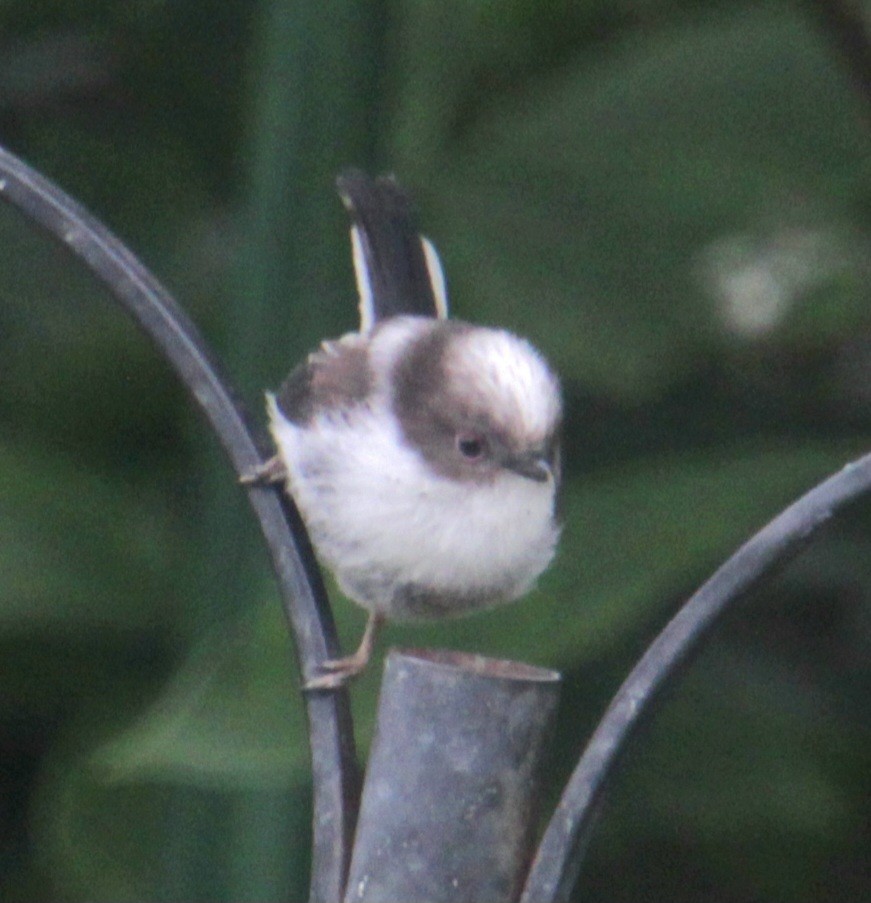 Long-tailed Tit (europaeus Group) - ML620738739