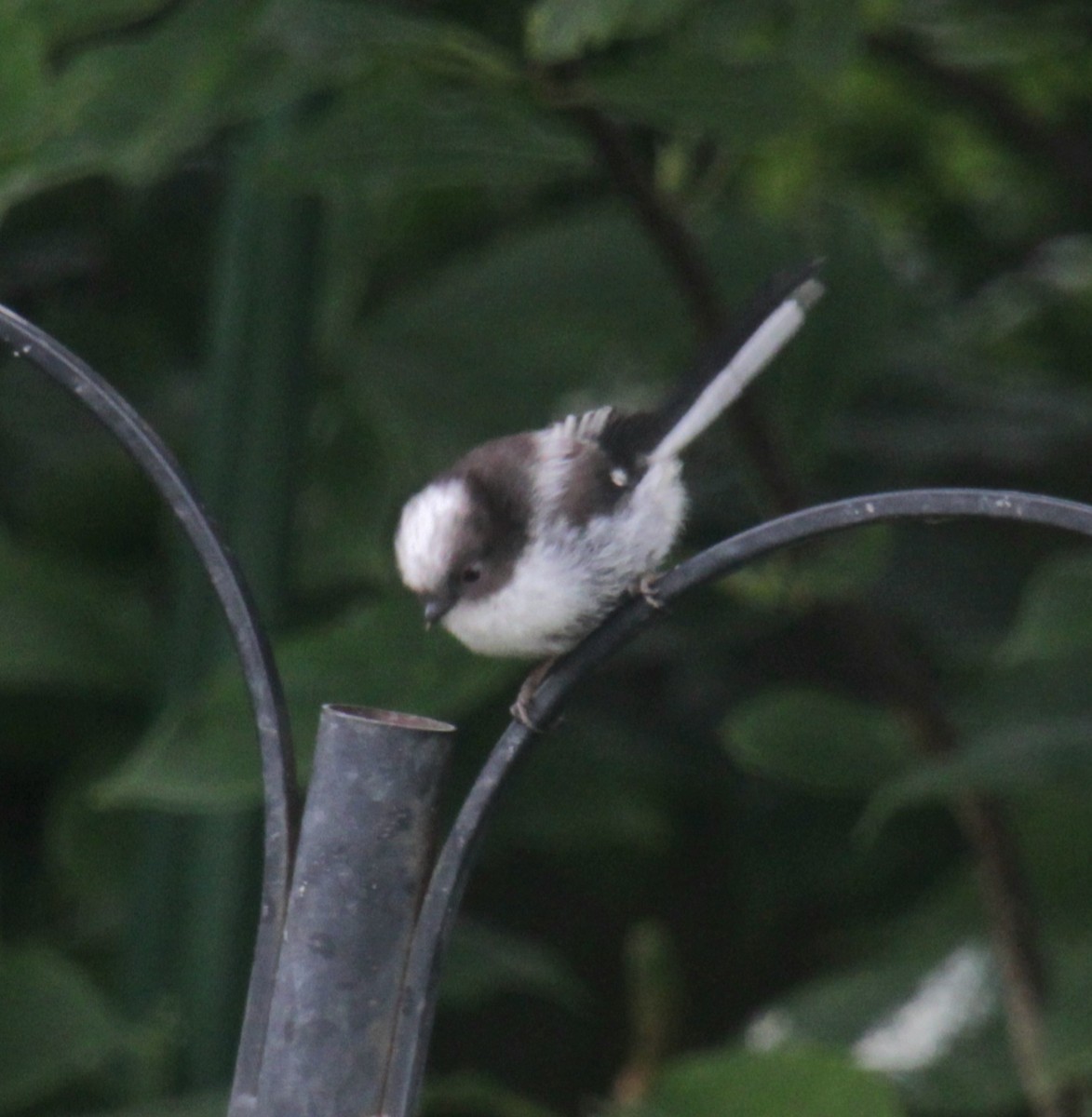 Long-tailed Tit (europaeus Group) - ML620738740