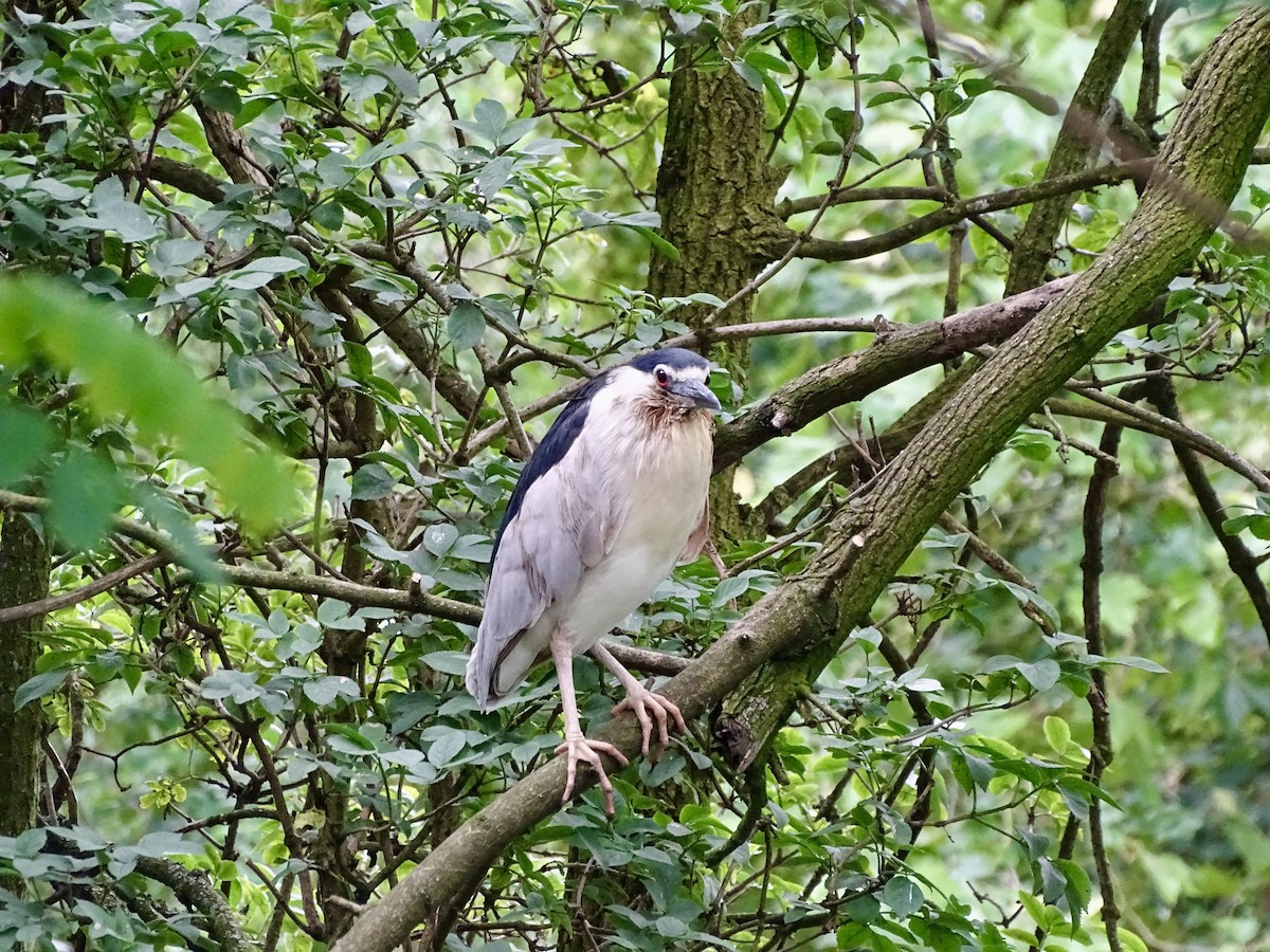 Black-crowned Night Heron - ML620738741