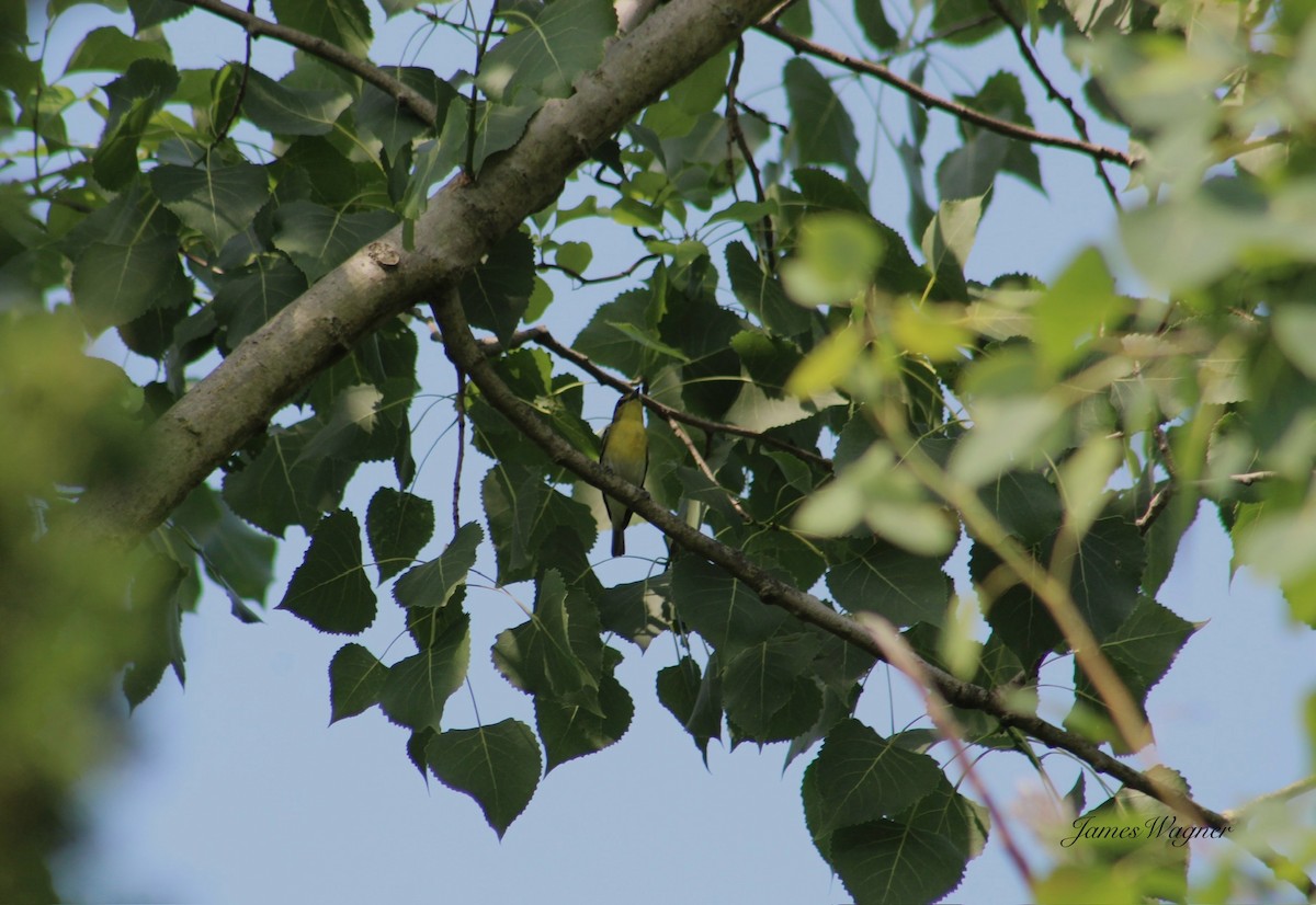 Yellow-throated Vireo - ML620738744